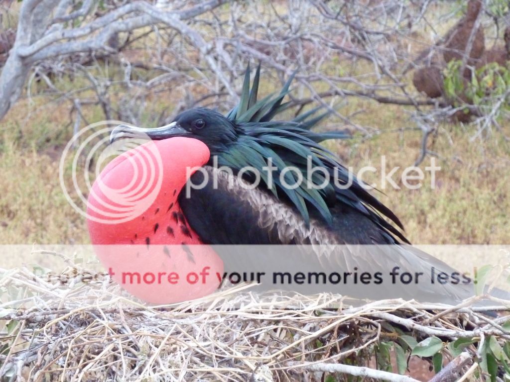 Posted Image