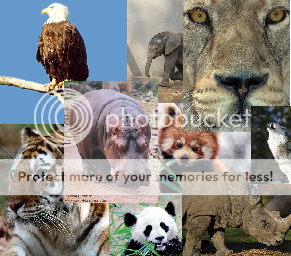 endangeredanimals.jpg endangered animals image by cheydog55 endangeredanimals.jpg endangered animals image by cheydog55