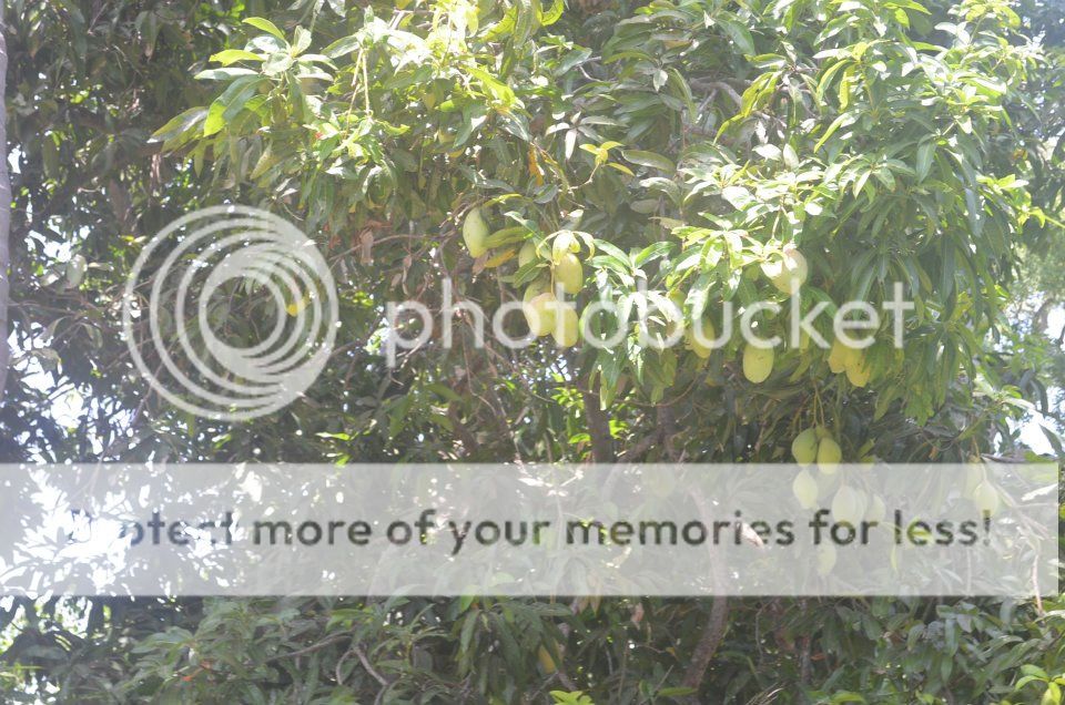 252680_10151033902113523_1128869676_n.jp